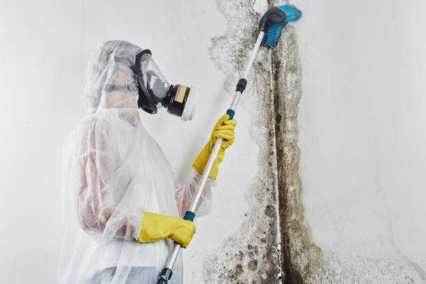Best DIY Mold Remediation Support Services in Lyman, WY