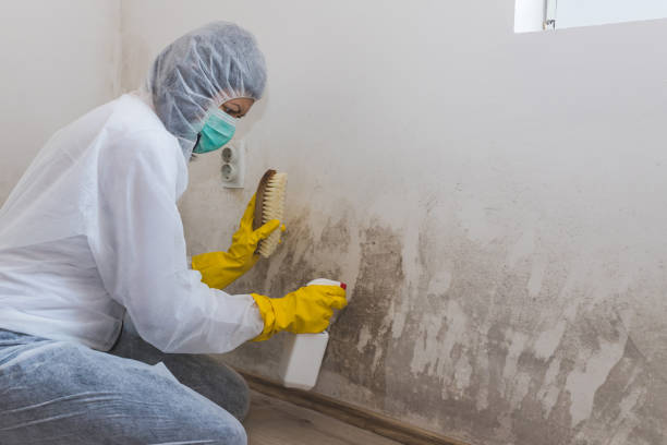 Best Black Mold Remediation in Lyman, WY