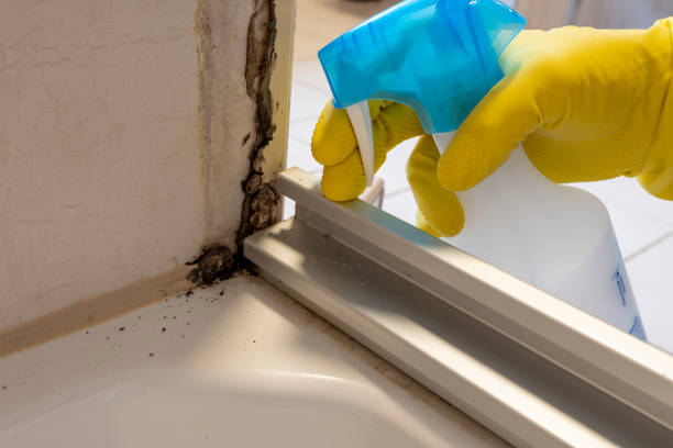 Best Post-Flood Mold Remediation in Lyman, WY