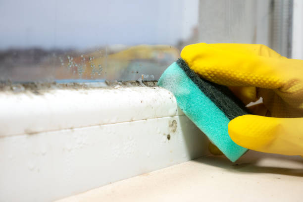 Best Health and Safety Mold Remediation in Lyman, WY
