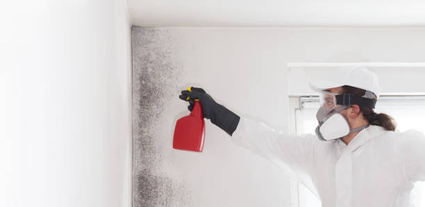 Trusted Lyman, WY Mold Remediation Experts