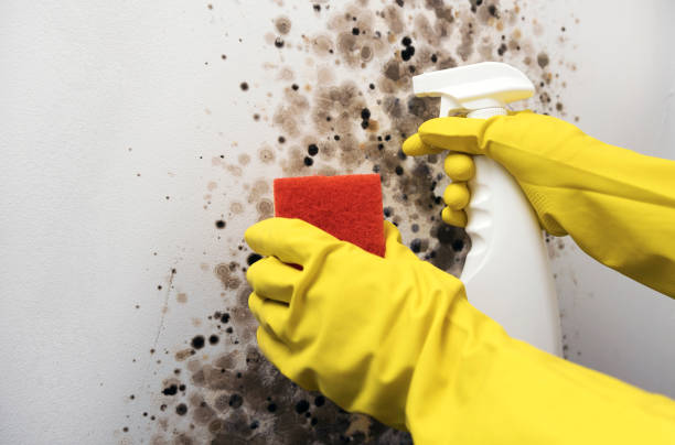 Best HVAC Mold Remediation in Lyman, WY