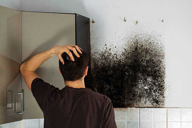 Best Localized Mold Remediation (e.g., coastal areas, humid climates) in Lyman, WY