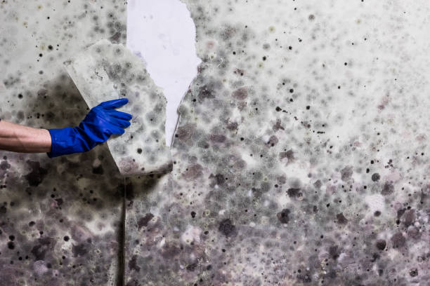 Best White Mold Remediation in Lyman, WY